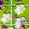 Medium White Orchid Hoops