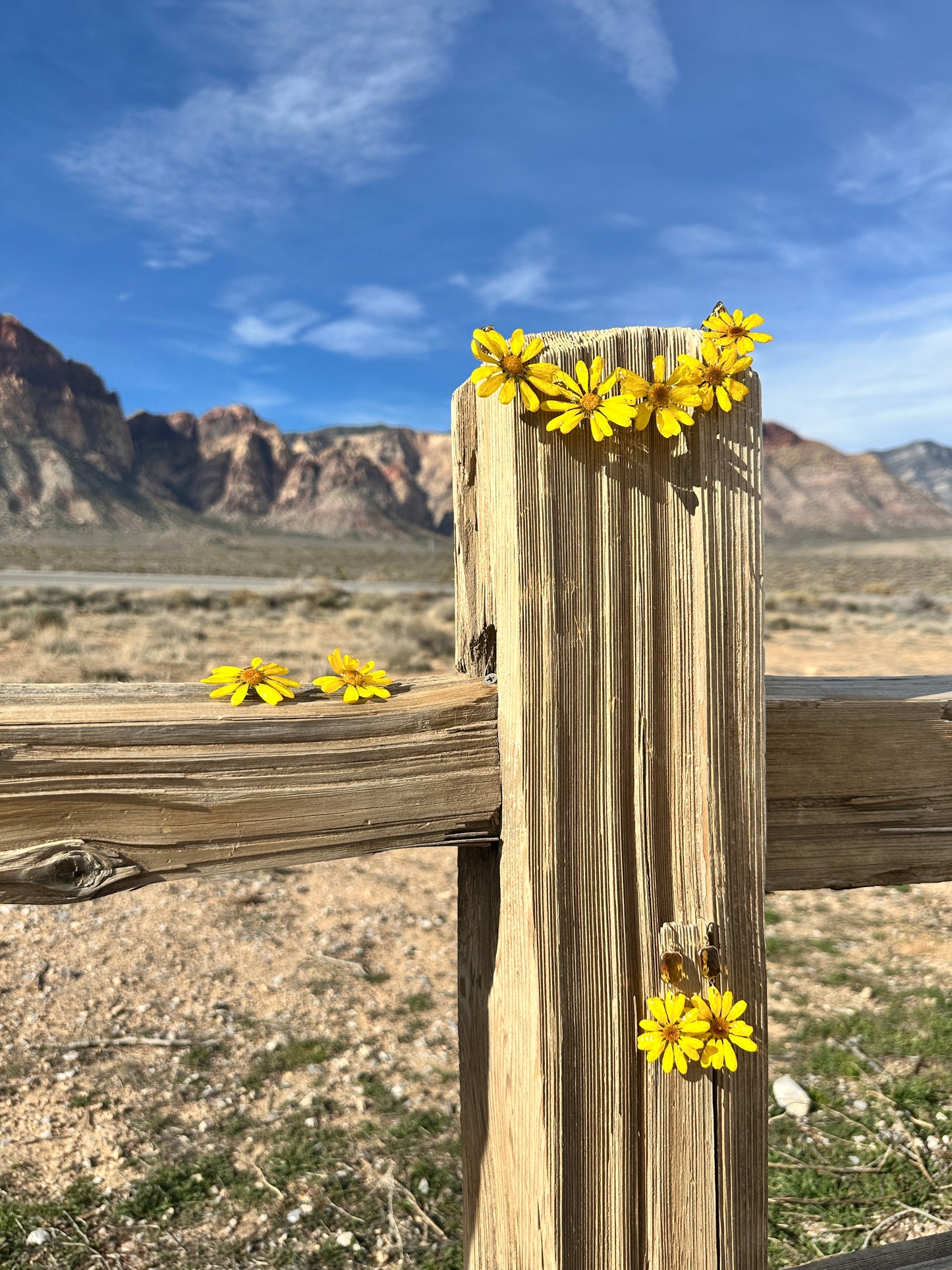 Wild Daisy Suncatchers