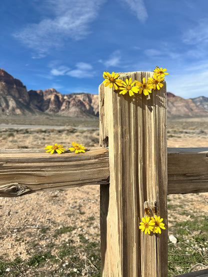 Wild Daisy Suncatchers