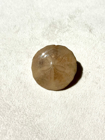 Sand Dollar Bikini Charm