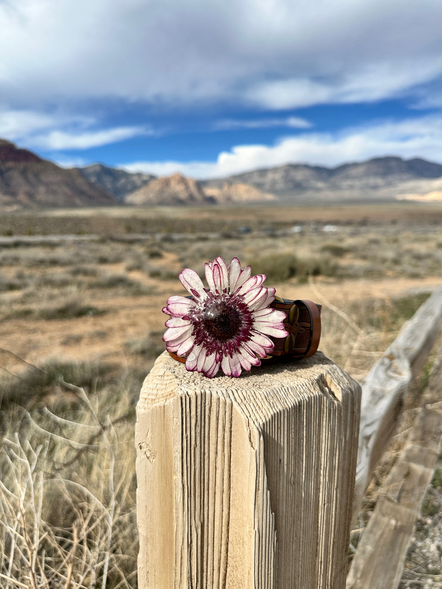 Ombré Purple Gerber Daisy Belt Buckle