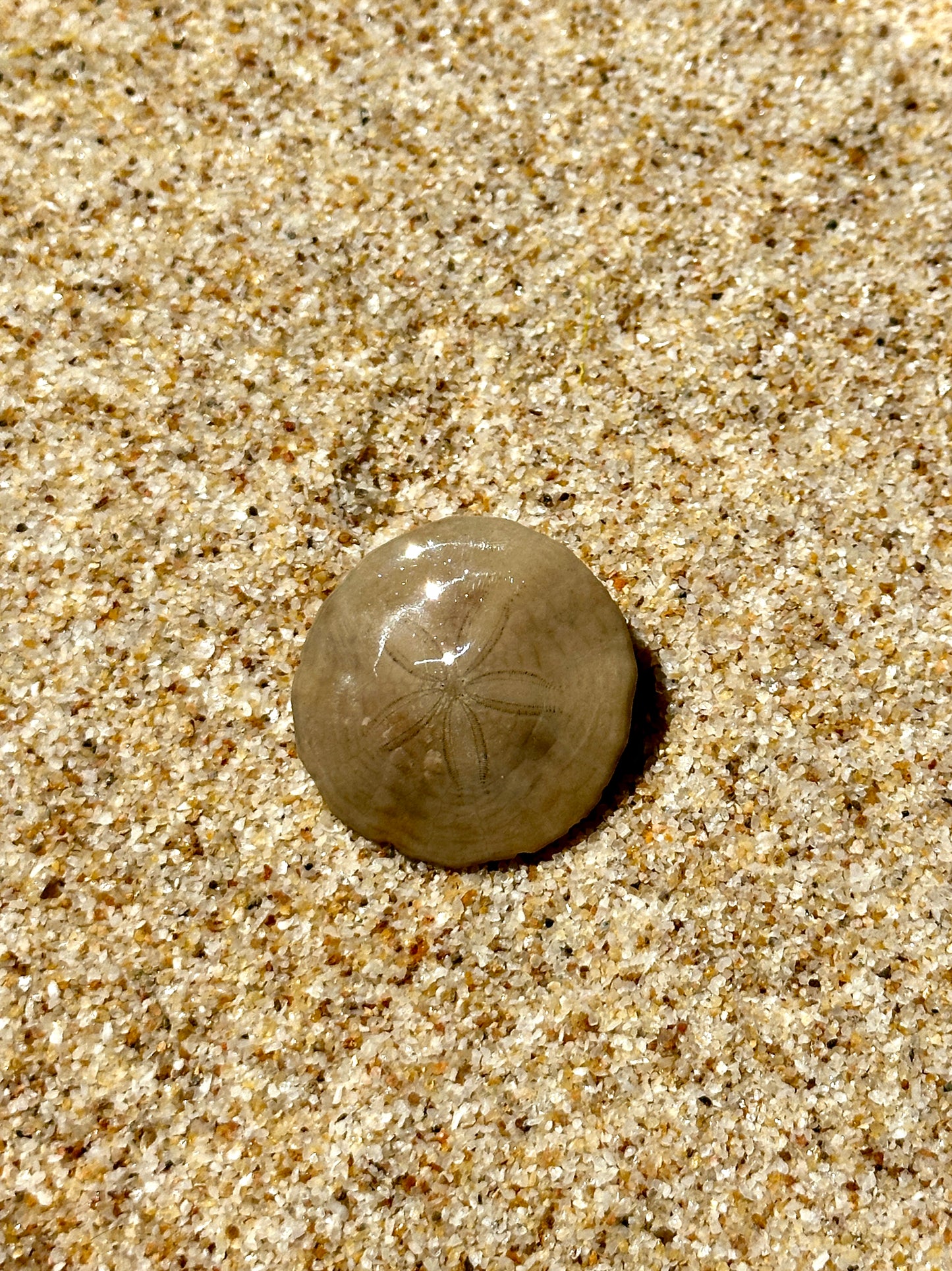 Sand Dollar Bikini Charm
