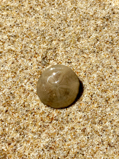 Sand Dollar Bikini Charm