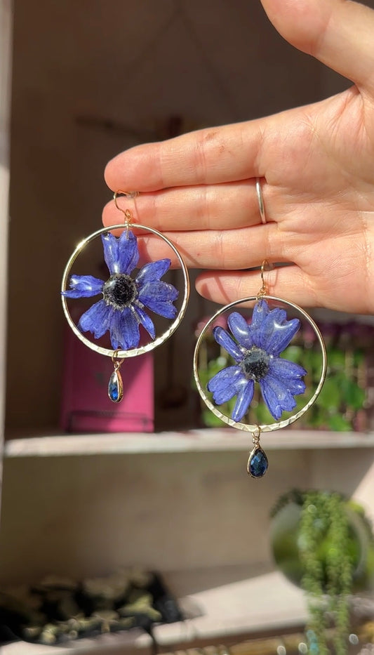 Blue Cineraria Hoops Dangles