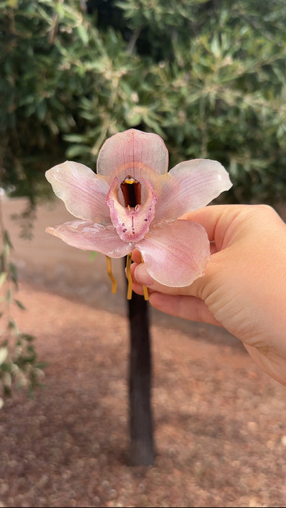 Cymbidium Orchid Hair Pin