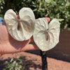 White Anthurium Earrings